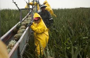 workers in a field harvesting pineapple