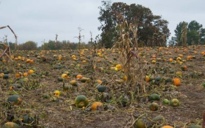 A FEAST Fit for Fall’s Bounty