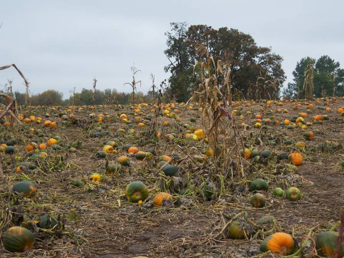 A FEAST Fit for Fall’s Bounty