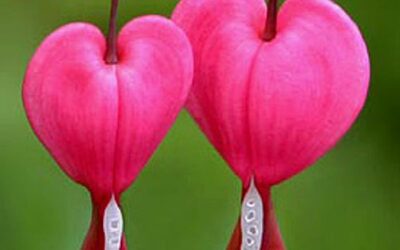 Valentine’s Day Recipe: Pomegranate, Beet Root and Blood Orange Sorbet